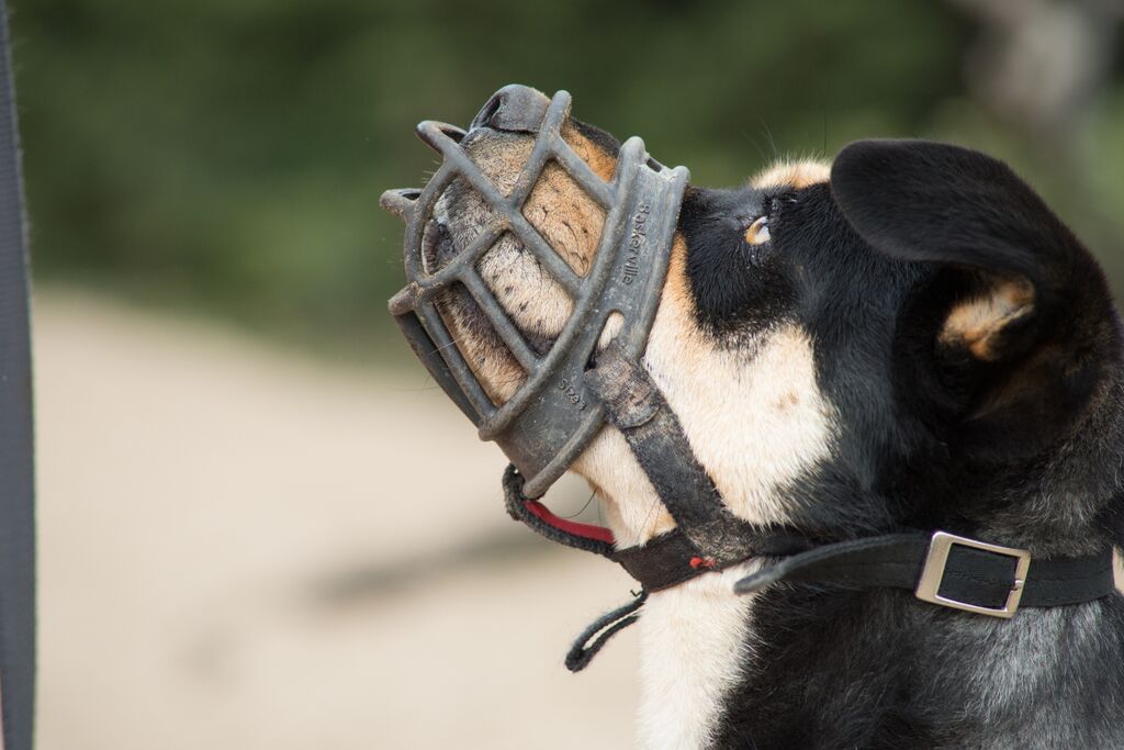 Muzzleup Dispelling The Stigma Of Muzzles A Workshop By Maureen